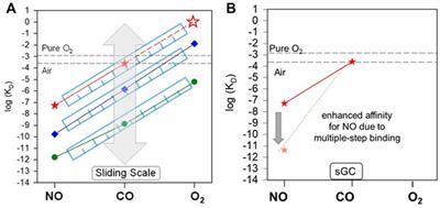 Soluble guanylyl cyclase: Molecular basis for ligand selectivity and action in vitro and in vivo